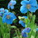 Meconopsis Lingholm