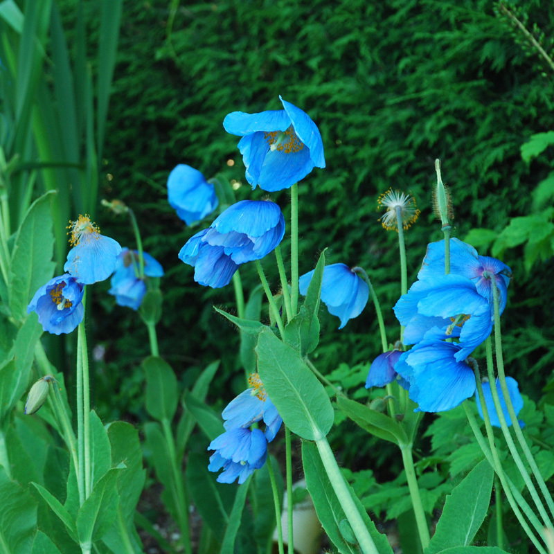 Meconopsis Lingholm