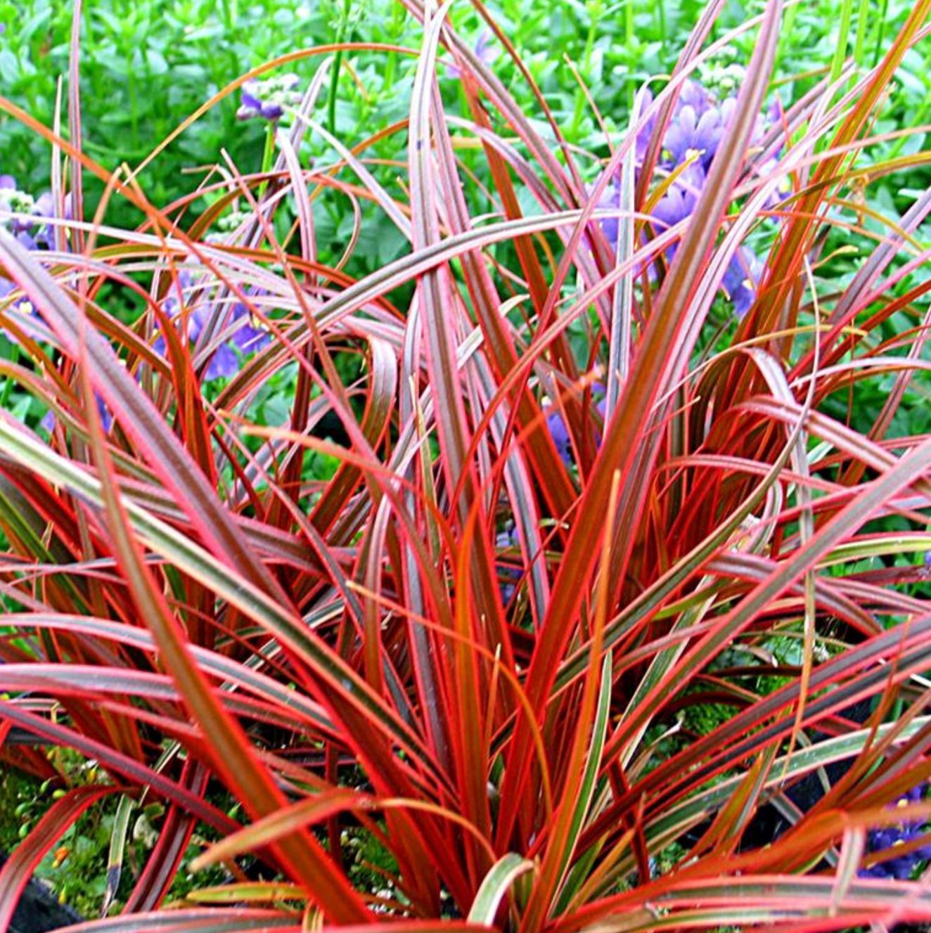 Uncinia Rubra Everflame