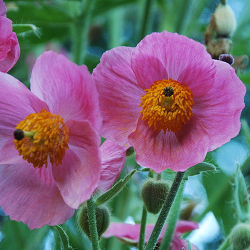 Meconopsis Napaulensis Pinky