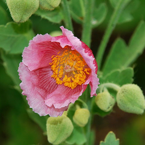 Meconopsis Nepaulensis Pink