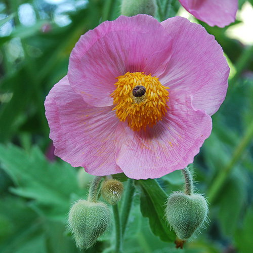 Meconopsis Napaulensis Pinky