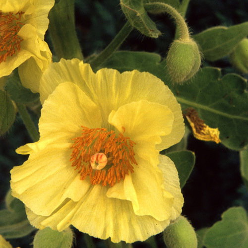 Meconopsis Paniculta