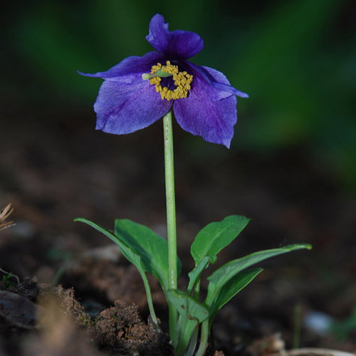 Meconopsis Racemosa