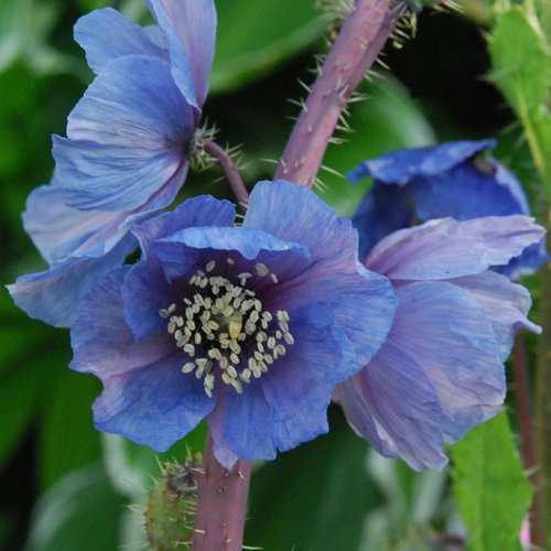 Meconopsis Rudis