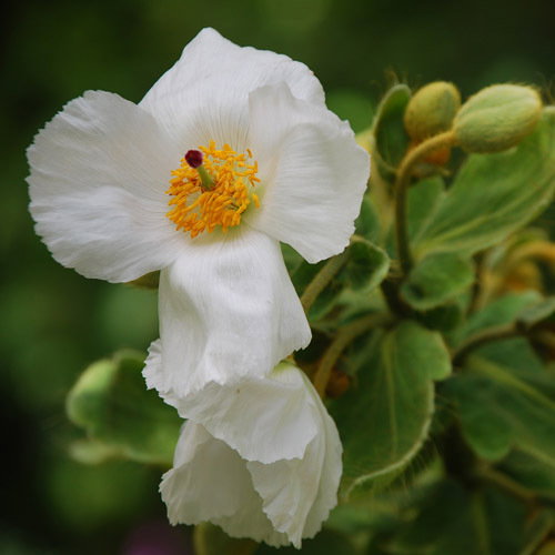 Meconopsis Superba