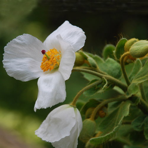 Meconopsis Superba Best