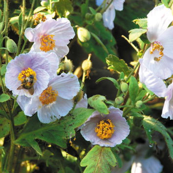 Meconopsis Wallichii