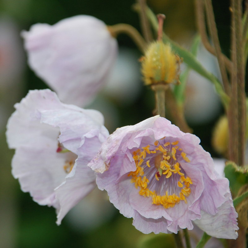 Meconopsis Wallichii