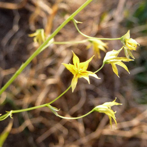 Melasphaerula Ramosa
