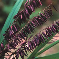 Melica Altissima Atropurpurea