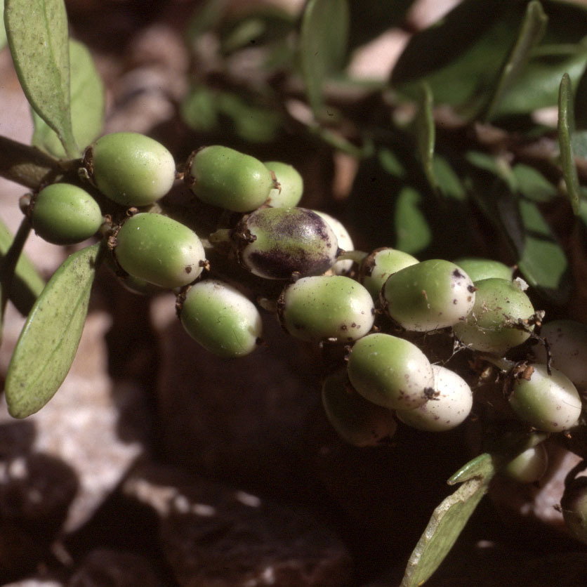 Melicytus Alpinus
