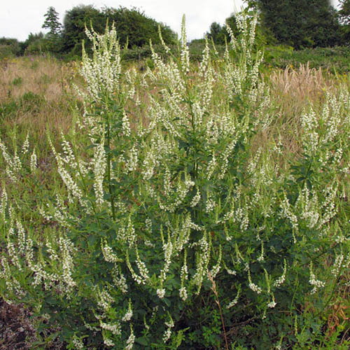 Melilotus Albus