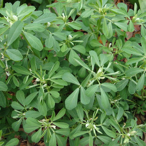 Fenugreek
