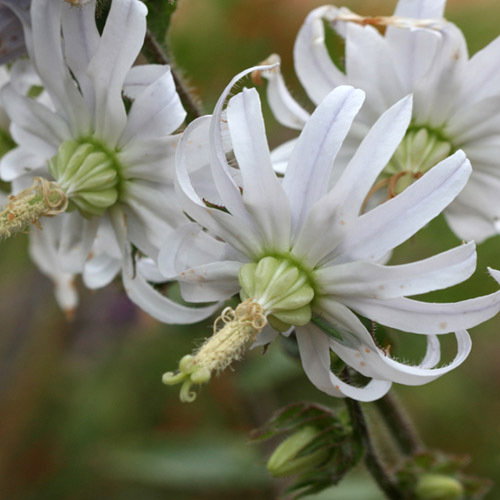 Michauxia Campanuloides