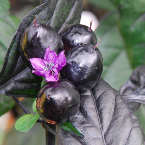 Black Pearl
