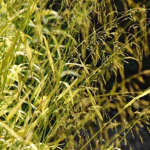 Millium Effusum Aureum
