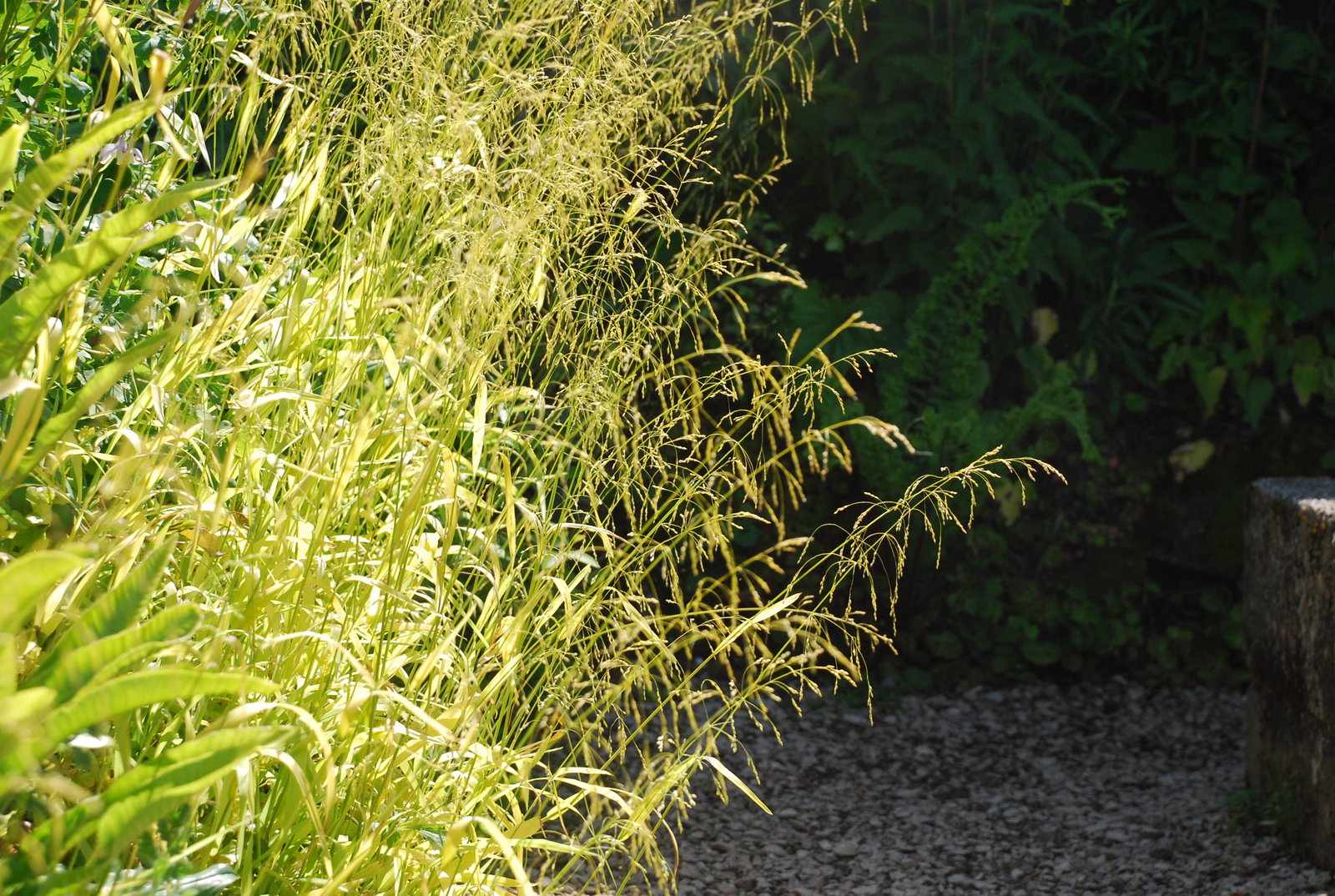 Millium Effusum Aureum