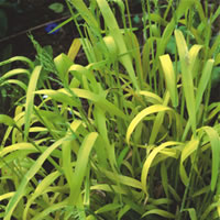 Milium Effusum Aureum