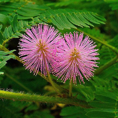 Mimosa Pudica