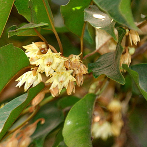Mimusops Elengi