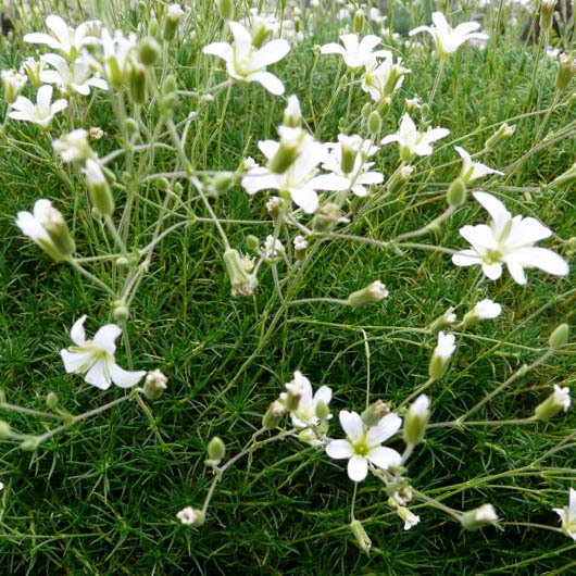 Minuartia Laricifolia