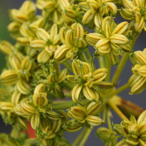 Molopospermum Peloponesiacum
