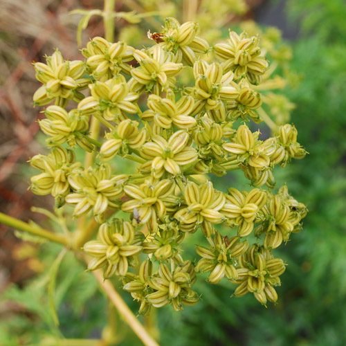Molopospermum Peloponesiacum
