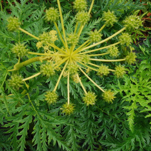 Molopospermum Pelopenesianum