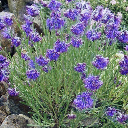 Moltkia Petraea