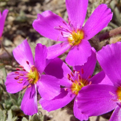 Montiopsis Umbellata