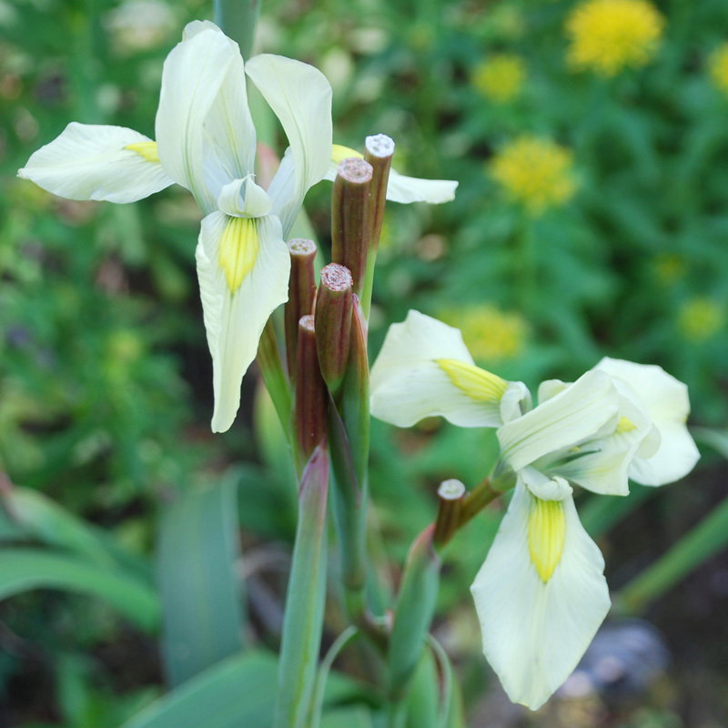 Moraea Alticola