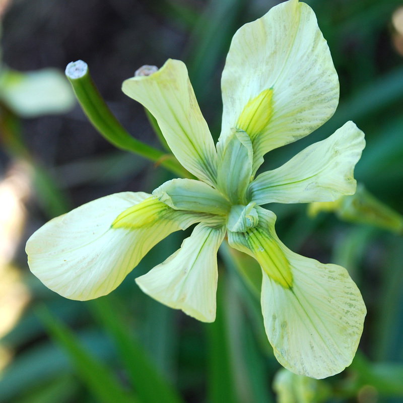 Moraea Alticola