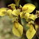 New Moraea Huttonii