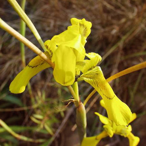 Moraea Longifolia