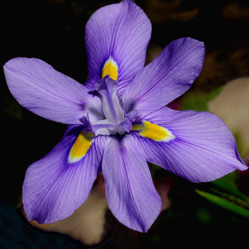 Moraea Polystachya