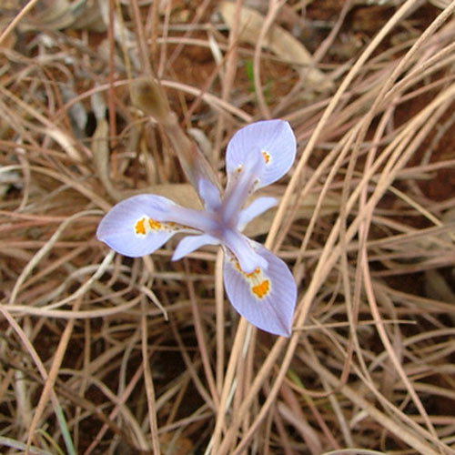 Moraea Stricta