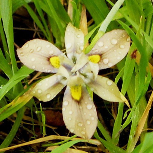 Moraea Vegeta