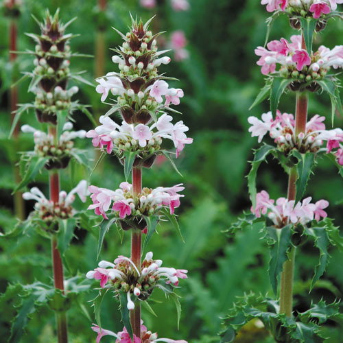 Morina Longifolia
