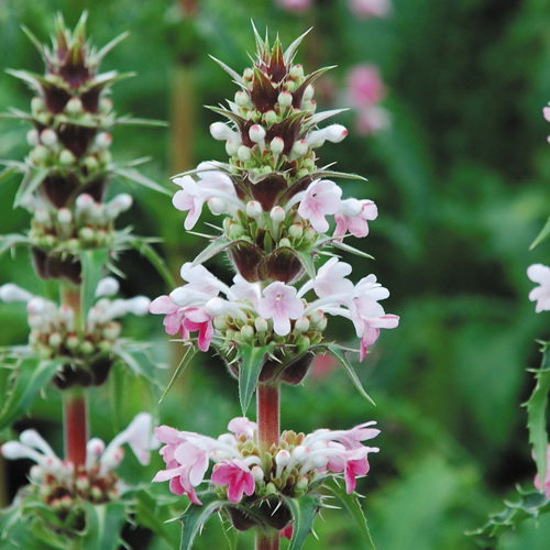 Morina Longifolia Close