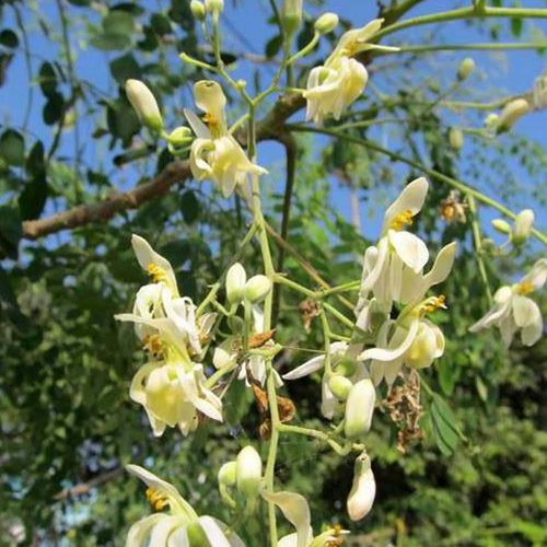 Moringa Oleifera