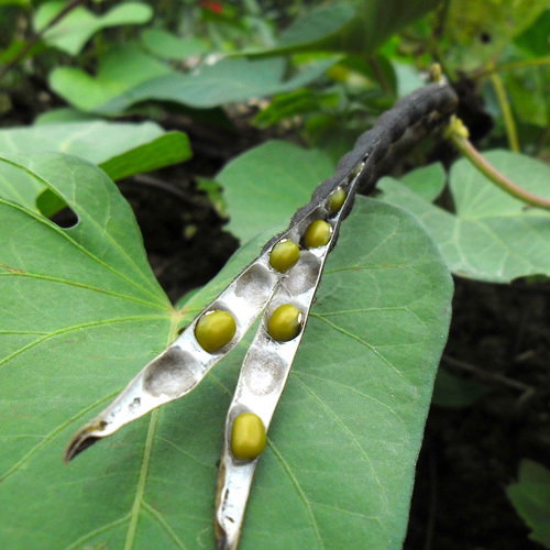 Vigna Radiata