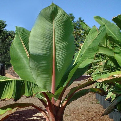 Musa Ensete