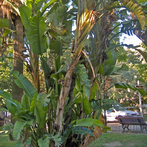 Musa Paradisiaca