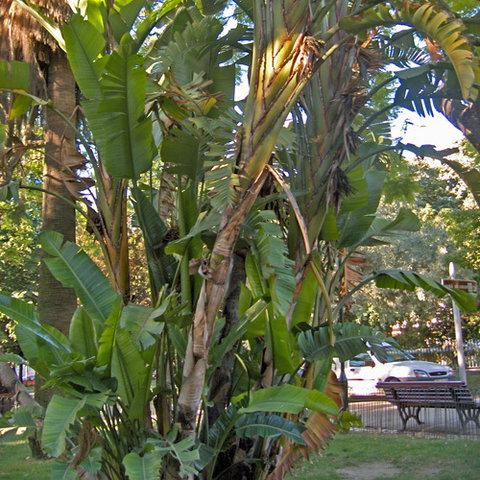 Musa Paradisiaca Seeds | Exotic Tree & Shrub Seeds | Plant World Seeds
