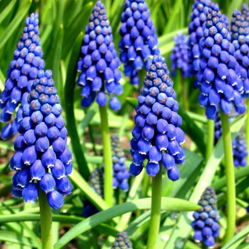 Muscari Armeniacum