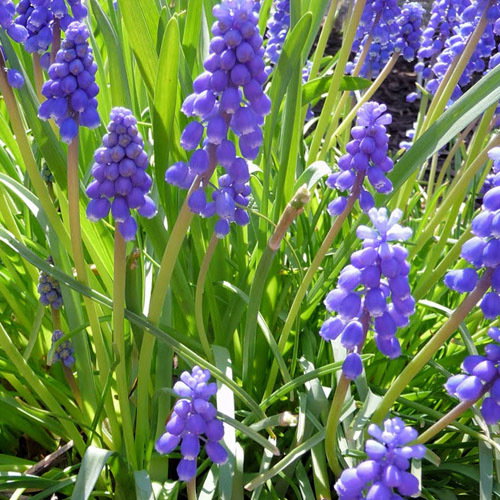 Muscari Armeniacum