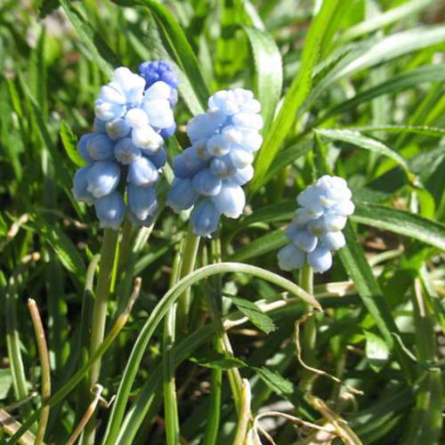 Valeries Finnis