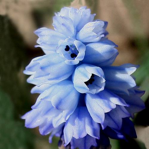 Muscari Azureum