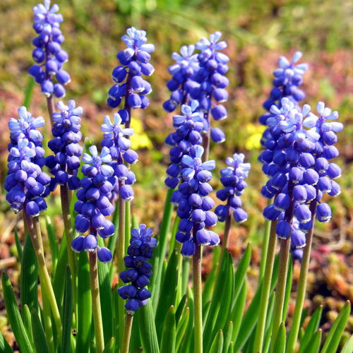 Muscari Botryoides